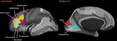 Effects of DARPP-32 Genetic Variation on Prefrontal Cortex Volume and Episodic Memory Performance